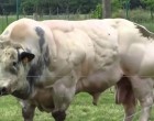 Ez a tehén adja a legtöbb húst - de nézd meg amikor mozogni kezd