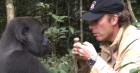 Figyelmeztetették, hogy a gorilla veszélyes – amikor 5 év után találkoztak, szem nem maradt szárazon