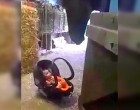 Gyermeket az istálló padlójára teszik – nézd mit csinál ez a ló