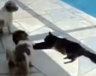 Két kutya cukkolja a macskát a medencénél - a macska úgy megleckézteti őket hogy azt soha nem felejtik el