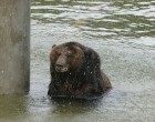 Kilenc évi "kínzó mellény" viselése után a medve végre szabad - nézd mit csinál mikor először lát vizet