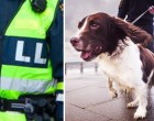 Most mindenki Billy kutyust ünnepli - ez a kutya több száz milliót spórolt meg az államnak