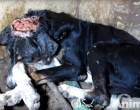 Nyílt sebbel a fején találtak rá erre a kóbor kutyára - nézd micsoda változáson megy keresztül