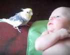 A nimfapapagáj odasétál a kisbabához - ez a legszebb amit valaha láttunk