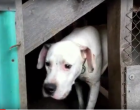 Rettenetes körülmények közül mentették ki az Argentin dogokat