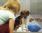 Senki sem akarja ezt a kutyát örökbe fogadni - de mikor a kislány odamegy hozzá a kutya reakciójától sírni tudnánk