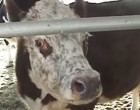 Senki sem érti miért bőg olyan idegesen a tehén - aztán kiderül a szörnyű igazság gazdájáról