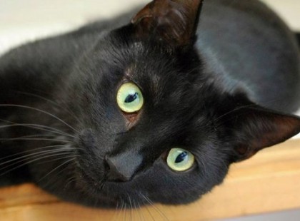 10 érv a macskatartás mellet, amelyekről talán még a cica gazdik se tudnak!