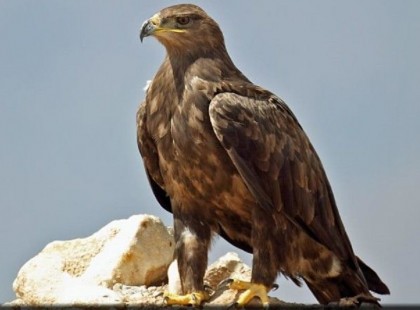 AMIKOR A SAS MEGÖREGSZIK, KÜLÖNLEGES DOLGOT TESZ! VAN MIT TANULNUNK TŐLE…Fontos hogy elolvasd