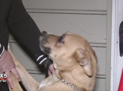 Az örökbefogadott kutya folyamatosan morgott az ajtóra - másodpercekkel később gazdája felfedezte a vérfagyasztó igazságot.