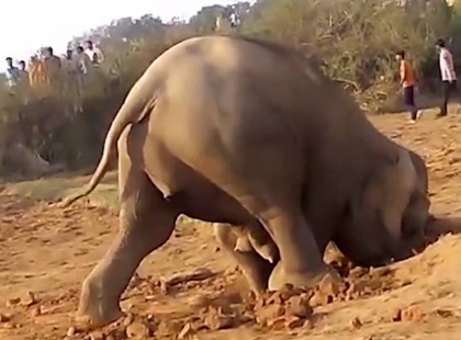 Az elefántmama 11 órán keresztül ássa a gödröt -mikor meglátjuk miért, sírni lenne kedvünk