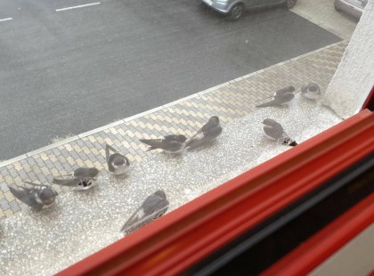 A lakosság segítségét kérik! Az ablakokban fagyoskodnak az itt ragadt kisfecskék, akik még nem erősek az úthoz! Így segíthetsz rajtuk! Kérlek segíts te is és oszd meg, hogy mások is segíthessenek!