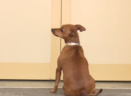 Ez az igazi hűség.még az orvosokat is meghatotta: a jászvásári kórház előtt várta gazdiját a kutyus