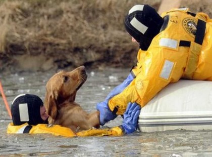 18 kép tűzoltókról akik állatok életét mentik meg – igazán lenyűgözőek