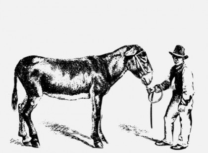 A gazda, a fia és a szamár – egy tanmese a megfelelési kényszerről