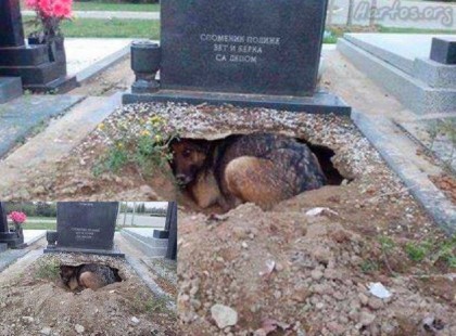 Egy hűséges kutya megható története, mindenki ilyen négylábú kedvencre vágyik!