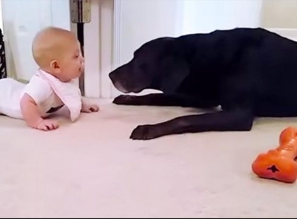 Egyszer csak felbukkan a kisbaba. A kutya reakciója?? Újra és újra meg kell néznem!