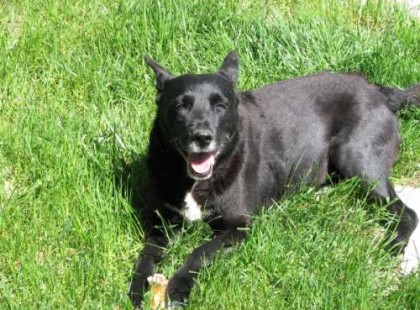 Leckék az egyik legjobb tanítómtól – a kutyámtól