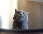 A férfi kamerát szerel a macskájára – valami hihetetlent mit művel ez a macska