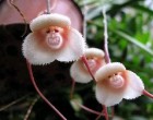 Orchideák, amik valami egészen másra hasonlítanak.