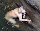 A kutya majdnem megfulladt – nézd mit csinál mikor meglátja megmentőit