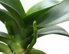 Miért nem virágzik az orchidea és mit tehetsz, hogy gyorsabban virágozzon?