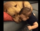 A kisfiú egy puszit ad az alvó pitbullnak… nézd a veszélyes kutya reakcióját