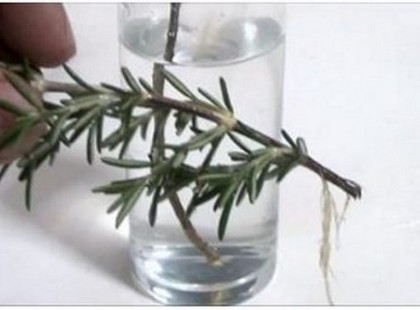 Íme 15 összetevő, amely javítja a látást és az agyat .Ezek az összetevők természetesek és könnyen hozzáférhetők , így megtalálod őket minden boltban. Íme 15 összetevő, amely javítja a látást és az agyat