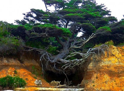 20 csodálatos fa, ami dacol a halállal
