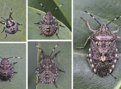 Pár nap múlva irdatlan poloskainvázió jön Lehűlést várják és jönnek!Van rá házi szer ami hetekig távol tartja a büdösbogarakat!Itt a recept.