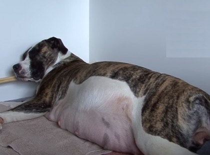 A kutya valami nagy titkot hordoz a hasában – nézd mi történik szülés közben