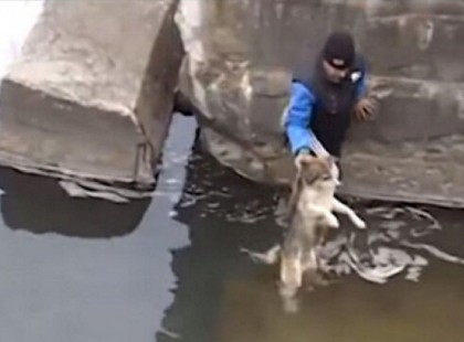 A fulladástól menti meg a férfi a kutyát – nézd mit tesz az állat ekkor