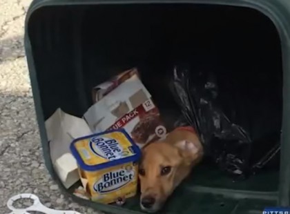 A lány a szemétbe dobja a kutyáját, mert a barátjához költözik. Erre a bosszúra azonban nem számított