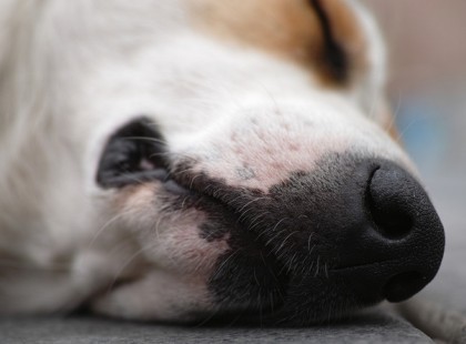 Eltemették a halott kutyájukat, de másnap kaparászást hallottak az ajtón. Amikor kinyitották…