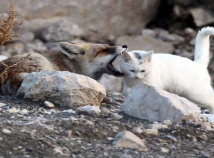 A róka meg akarja támadni a kóbor macskát – de aztán valami képtelenséget tesz