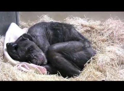 Az 59 éves haldokló csimpánz elutasítja az ételt, ám ekkor meghallja gondozója hangját