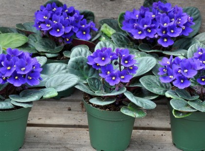 Az én ibolyáim egész évben virágzanak. Most elárulom a titkomat