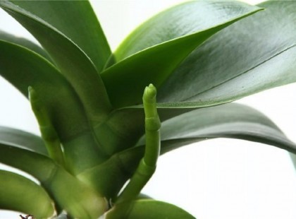 Miért nem virágzik az orchidea és mit tehetsz, hogy gyorsabban virágozzon?