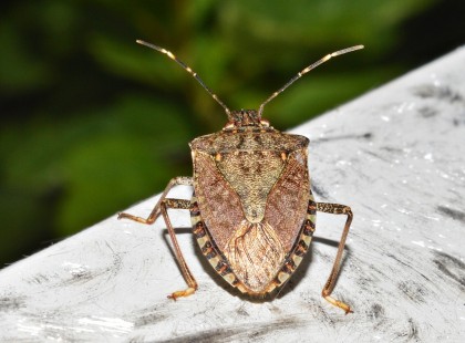Nem ússzuk meg: újra jönnek a poloskák, és csak egyre többen lesznek!