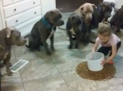 A 4 éves kislány kutyatápot szór a földre – a veszélyes kutyák reakcióján milliók ámulnak