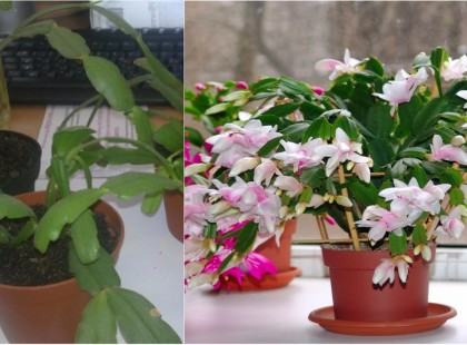 A karácsonyi kaktusz sok virágot hoz, ha jól gondozod! Mutatjuk mit kell tenni vele!