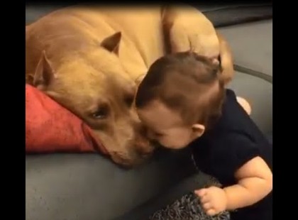 A kisfiú egy puszit ad az alvó pitbullnak… nézd a veszélyes kutya reakcióját