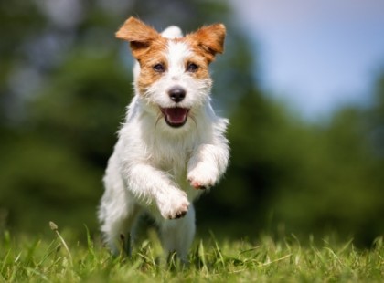 FRISS! NAGYON ROSSZ HÍR! ADÓZNIUK KELL EZENTÚL A KUTYATULAJDONOSOKNAK! EZ VÁR RÁJUK PONTOSAN: