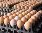 Brutális ára lesz a tojásnak pár héten belül