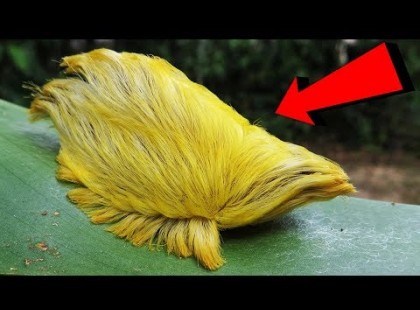 Ha ilyet látsz, akkor menekülj és azonnal hívj segítséget! Fontos összeállítás! Érdemes tájékozódnod! Mutatjuk mitől kell óvakodnod