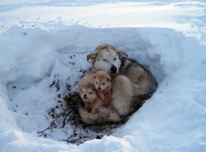 Új szabály az Egyesült Államokban: a gazdának tilos kint hagynia kutyáját a hidegben