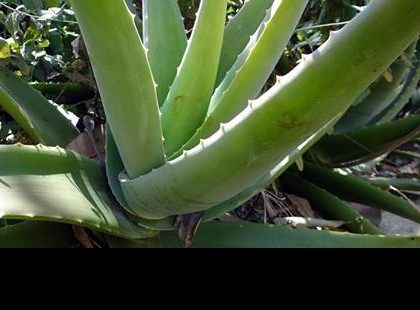Gyógyíthatatlannak mondott bőrbajokat kezel az aloe vera: ekcéma, pikkelysömör, allergia