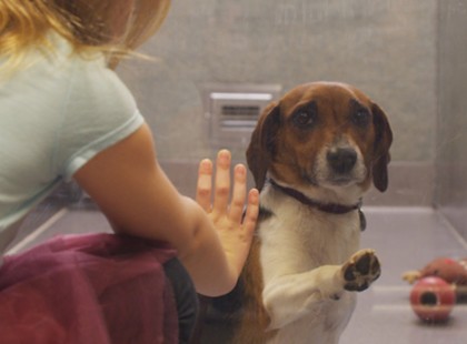 Ezt a kutyát senki sem akarja örökbe fogadni , amit a kislány tesz attól elolvadunk