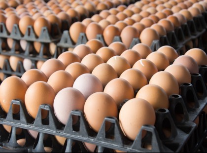 Brutális ára lesz a tojásnak pár héten belül
