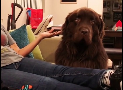 A gazdi elnézést kér a kutyától – nézd mit tesz a kutya mikor elfogadja a bocsánatkérést